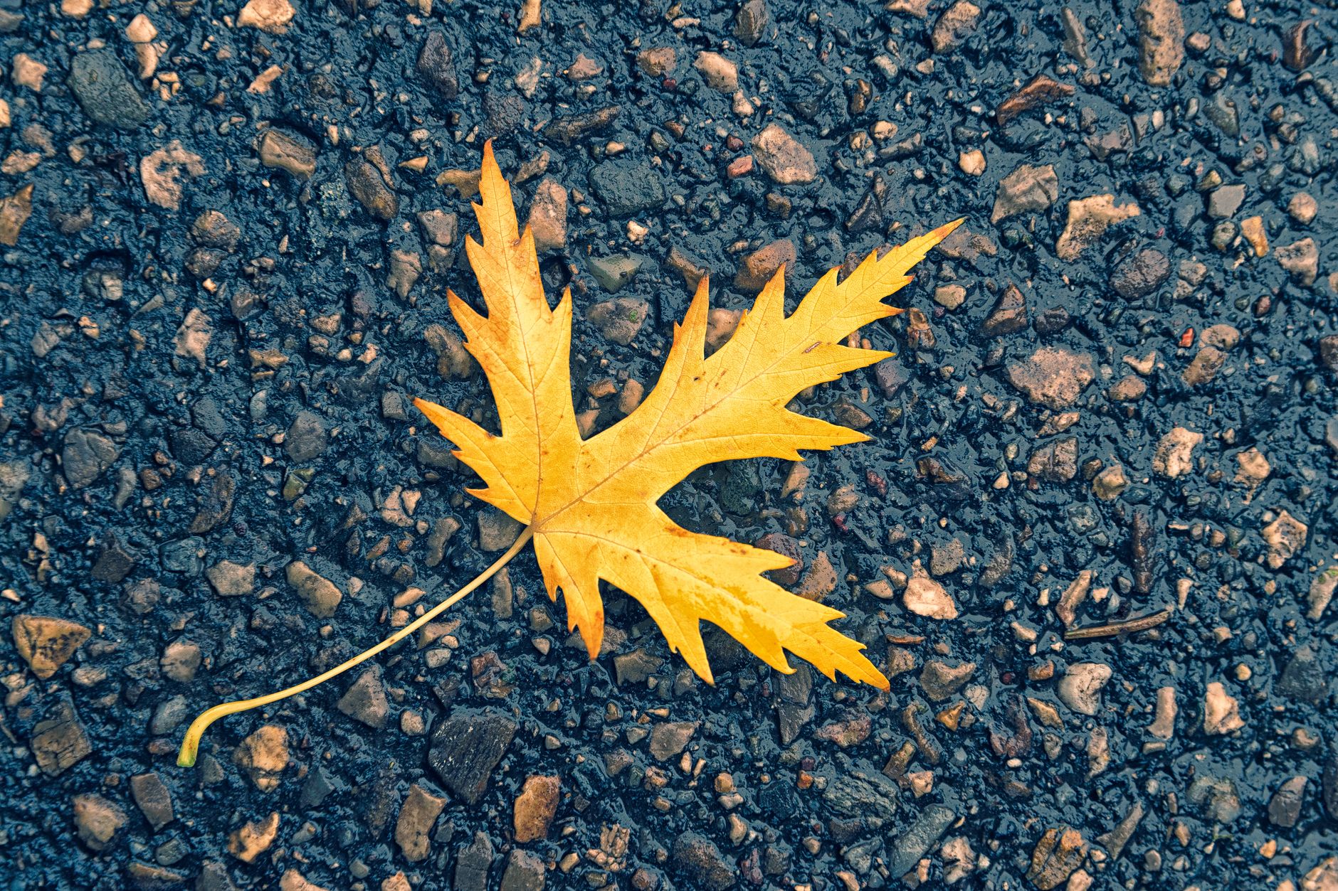 Asphalt surface maintenance and repair